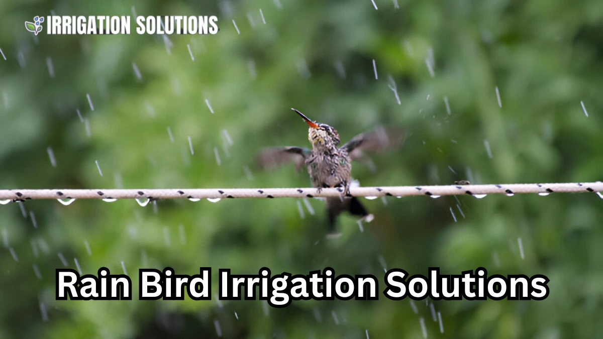 rain bird