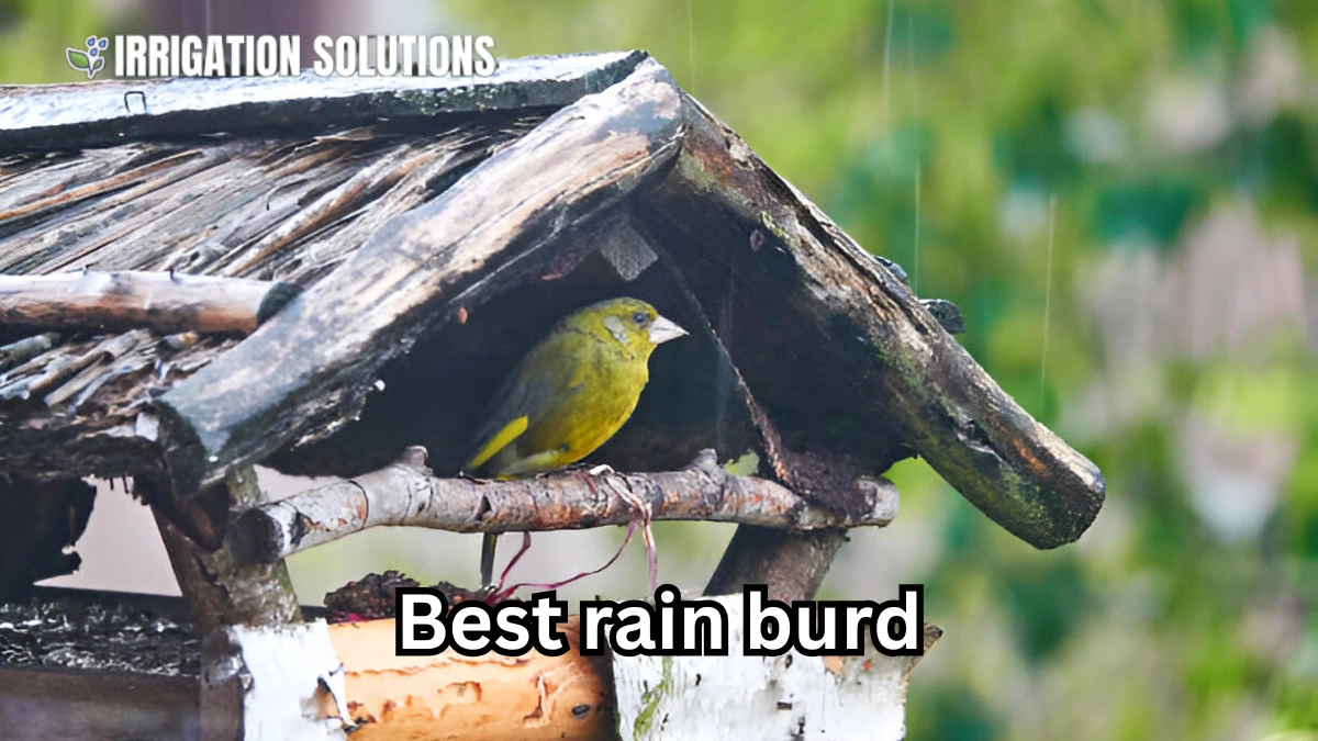 rain burd