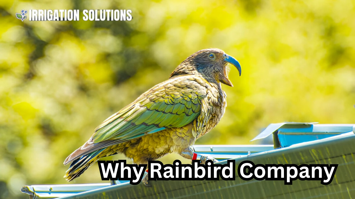 rainbird company